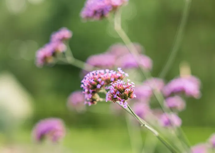 Maison Du Bonheur Avec Riviere & Spa, 4 & 2 Sdb * Tourville-en-Auge